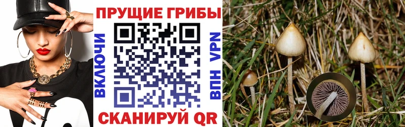Псилоцибиновые грибы мицелий хочу наркоту Чита